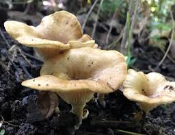 Image result for Sericanthe chimanimaniensis