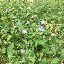 Image result for Elephantopus