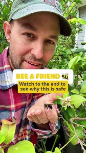 Male Vs Female Carpenter Bees