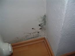 Beyaz fayans çimentosu yada yapısal tamir harcı latex banyonuz yan duvarların odalarına ve salonuna su mu sızdırıyor veya aşağı komşu kata su mu sürekli damlatıyor. Duvardaki Rutubet Nasil Onlenir Rutubet Onleyici Boya