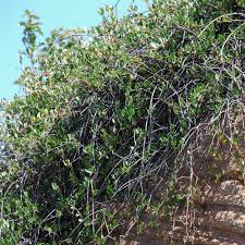 Image result for Ancylobothrys