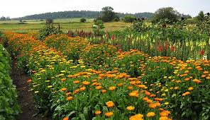 The Arbordoun Flower Fields Love Garden Fields Of Gold Nature