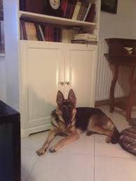 Evas German Shepherd Growth Chart