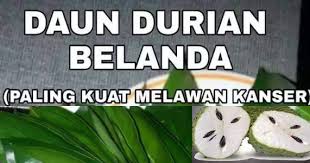 Daun durian belanda (annona muricata) mampu merawat kanser seribu kali dari kemoterapi | durian belanda adalah tumbuhan yang berasal dari benua amerika serta amerika selatan dan dipercayai dibawa masuk ke tanah melayu ketika era penjajahan barat. Daun Durian Belanda Paling Kuat Melawan Penyakit Kanser My Info Berita