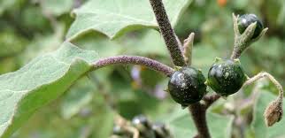 Image result for Solanum anguivi