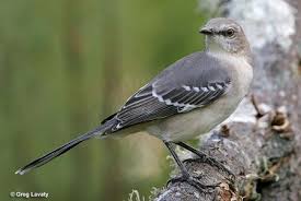 Birds Of A Feather Song Phish Texas State Bird Terrapin Station Listen To The Mockingbird State Birds Bird Photo Birds