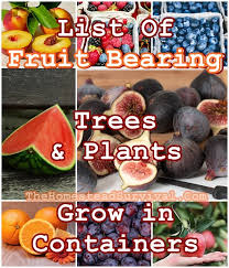Excellent nest sites and cover; List Of Fruit Bearing Trees And Plants To Grow In Containers The Homestead Survival