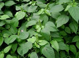 Image result for Acalypha ornata
