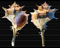 Image result for Micractis bojeri