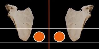 لم اشتري سيارة ↔ ich habe nicht ein auto gekauft. Ø£Ø±Ø§Ø¡ ÙˆØ´Ù‡Ø§Ø¯Ø§Øª Ø§Ù„ÙØ±ÙŠÙ‚ Ø§Ù„Ø·Ø¨ÙŠ Ø§Ù„Ø°ÙŠ Ø£Ø´Ø±Ù Ø¹Ù„Ù‰ Ø£Ø¨Ø­Ø§Ø« Ø§Ù„Ø­Ø¬Ø§Ù…Ø© Ù…ÙˆÙ‚Ø¹ Ø§Ù„Ø¹Ù„Ø§Ù…Ø© Ø§Ù„Ø¥Ù†Ø³Ø§Ù†ÙŠ Ù…Ø­Ù…Ø¯ Ø£Ù…ÙŠÙ† Ø´ÙŠØ®Ùˆ Ù‚Ø¯Ø³ Ø³Ø±Ù‡