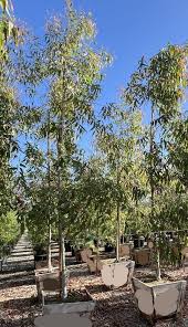Image result for Eucalyptus citriodora