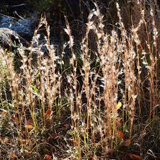 Image result for Andropogon