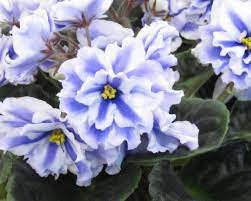 We did not find results for: How To Grow African Violets Diy
