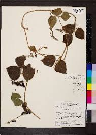 Image result for Rhynchosia kilimandscharica