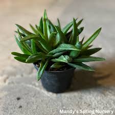Image result for Aloe barendii