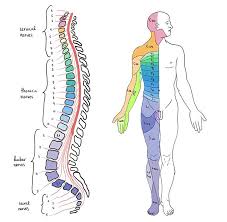 Image result for Spinal Trauma