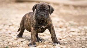 The presa canario is a docile, affectionate dog and is noted as great family protector and is bred to be family companion as well as a guardian of the owner's home. Perro De Presa Canario Price Temperament Life Span