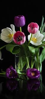 Maybe you would like to learn more about one of these? White Pink Tulip Flowers Black Background 1242x2688 Iphone 11 Pro Xs Max Wallpaper Background Picture Image