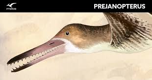 Image result for Pteris preussii