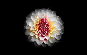 Flowers on black background (61 wallpapers). 500 Black And White Flower Pictures Hd Download Free Images On Unsplash