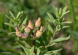 Image result for Urochloa umbellata