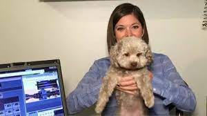 Nbc Washington Amelia Draper Does Weather With Her Dog Cora Facebook