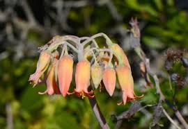 Image result for Kalanchoe hametiorum