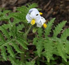 Image result for Solanum sisymbriifolium
