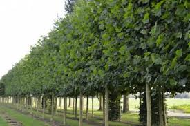 Platanus Hispanica Pflanzen Gartenpflanzen Garten