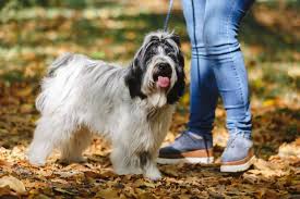 Tibetan terrier puppies for sale scotland. The Luck Bringers Of Tibet Is The Tibetan Terrier Right For You K9 Web