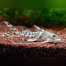 Pictus Catfish Aquarium Catfish Freshwater Aquarium Fish Tropical Fish Aquarium
