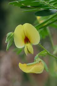 Image result for Aeschynomene uniflora