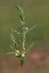 Image result for Polygala erioptera
