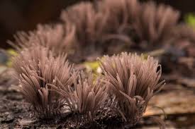 Image result for Stemonitis fusca