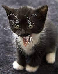 cyoot kitteh of teh day attack of the whiskers cheezburger cat cute animals cats