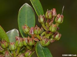 Image result for Rawsonia lucida