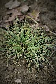 Image result for Lipocarpha