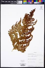 Image result for Dryopteris athamantica