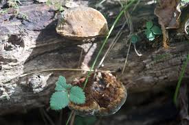 Image result for Phellinus gilvus