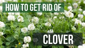 If there is an existing plant that is flourishing, clover will very rarely edge that plant from it's area. How To Get Rid Of Clover 4 Easy Steps Youtube
