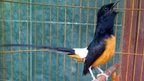 Merawat burung murai batu sejak kecil itu sangat dianjurkan agar supaya bisa mendapatkan burung murai batu dewasa yang top markotop. Pin Di Cara Merawat Burung Murai Batu Kicau Kenari Pleci Lomba