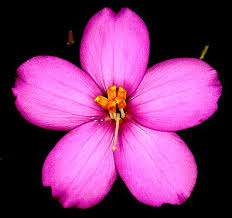 Image result for Chironia