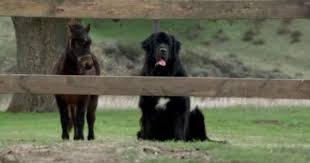 Bank Of America Bankamericard Tv Commercial Benny The Dog Very Big Dog Dogs Newfoundland Dog