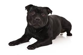 Staffordshire Bull Terrier Dog Breed Information