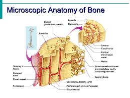 Compact bone, dense bone in which the bony matrix is solidly filled with organic ground substance and inorganic salts, leaving only tiny spaces that contain the osteocytes, or bone cells. 32 Label Compact Bone Labels Design Ideas 2020