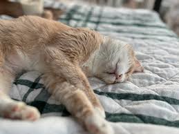 💤 💤 💤 SLEEPING 💤 💤 💤 Do senior cats sleep more? The answer…yes. Older  cats may sleep anywhere from 16 to 20 hours a day. It important to maintain  senior physicals