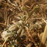 Image result for Euploca ovalifolia