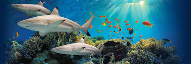 Pin By Cassidy Atteberry On Aquarim Photography Aquarium Animal Planet Live Animals