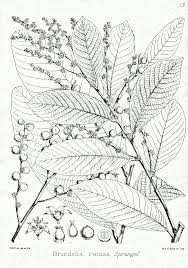 Image result for Bridelia atroviridis