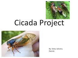 Das bekannte deep web rätsel cicada 3301 soll angeblich von geheimorganisationen geleitet werden, um kompetente personen zu rekrutieren. Cicada Project